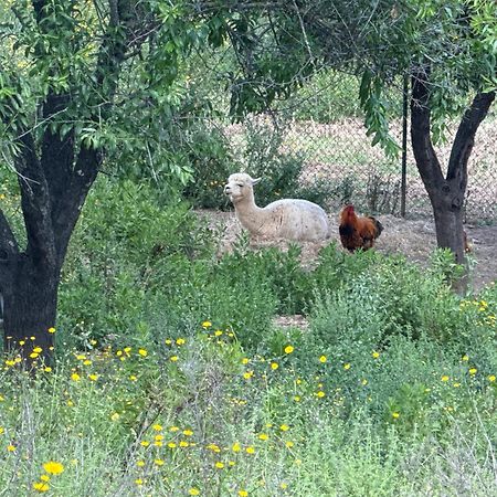 Gite Au Paradis, Parc Animalier Olmeta-di-Tuda Dış mekan fotoğraf