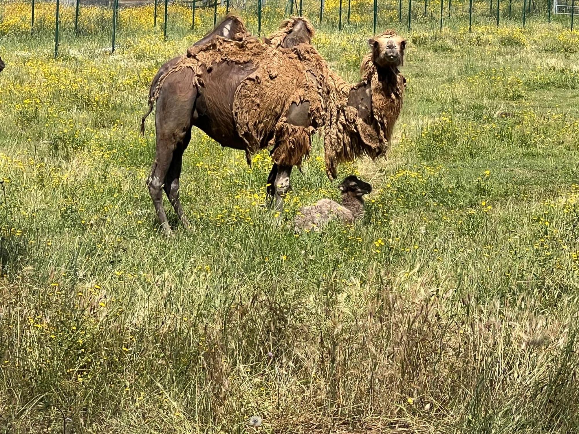 Gite Au Paradis, Parc Animalier Olmeta-di-Tuda Dış mekan fotoğraf