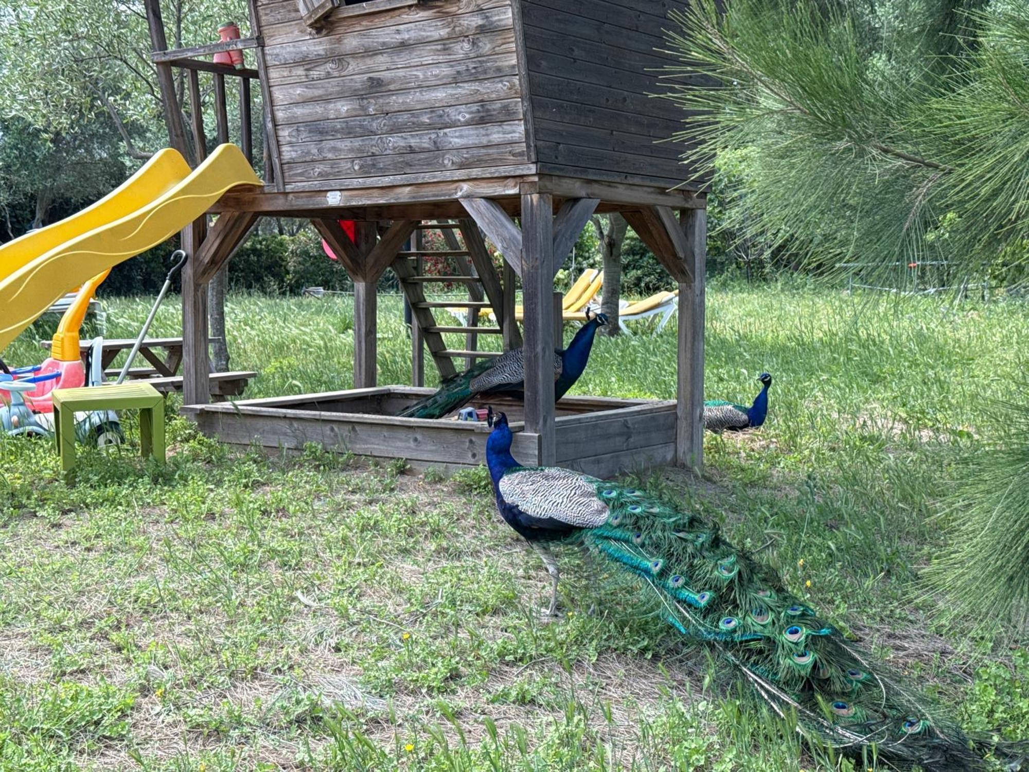 Gite Au Paradis, Parc Animalier Olmeta-di-Tuda Dış mekan fotoğraf